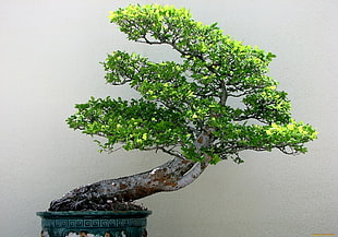 green tree decor, bonsai, plants, trees, nature HD wallpaper