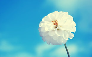 shallow focus photo of white Dahlia flower