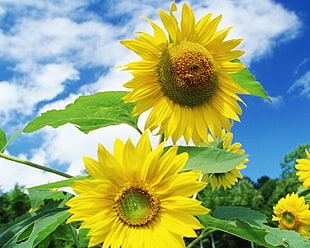 macro photography of yellow sunflowers