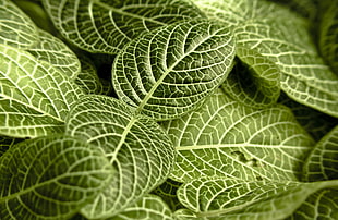 green leaf plant close up photography