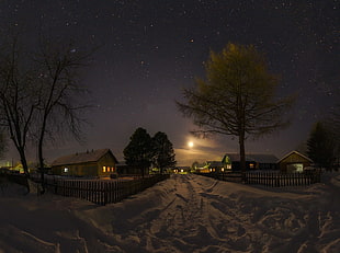 green leafed tree and house, nature, landscape, winter, snow