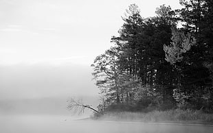 pine trees, monochrome, forest, plants, trees