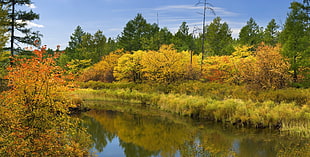 photography of autumn forest near river under blue sky during daytime HD wallpaper