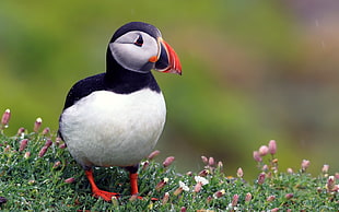 focus photography of Atlantic puffin HD wallpaper