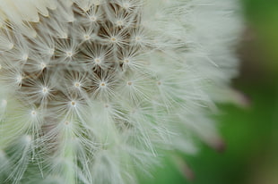 close-up photography of white flower