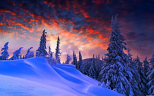 snow covered mountain with pine trees