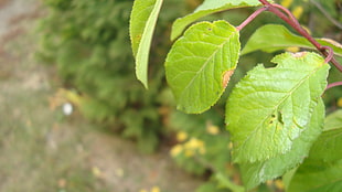 green leaf plant with green plant, leaves, plants HD wallpaper