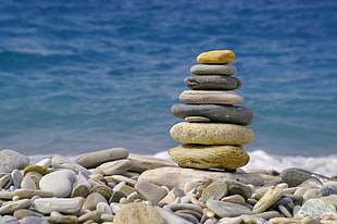 white, brown and gray sea shells