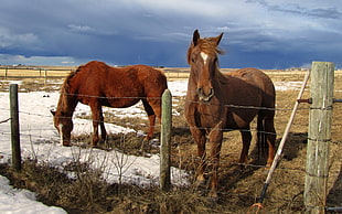 two brown horses beside gray barb wire fence HD wallpaper