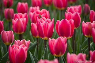 bed of pink tulips