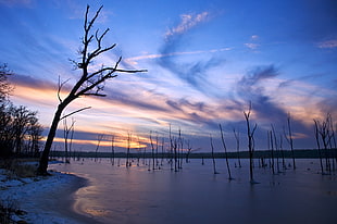 silhouette of bare trees under cloudy sky during sunset