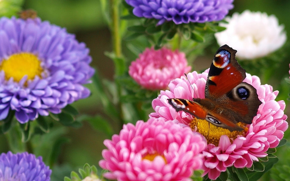 Peacock butterfly landing on pink petaled flower HD wallpaper