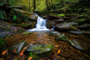 running waters in forest