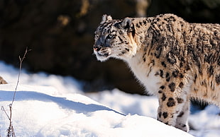 leopard on snow pile HD wallpaper