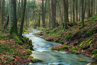 time lapse photography of river surrounded by trees in forest during daytime HD wallpaper