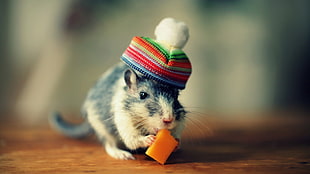 black and white mouse, animals, hat, mice, cheese HD wallpaper