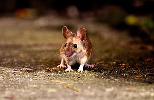 depth of field photography of brown rodenty