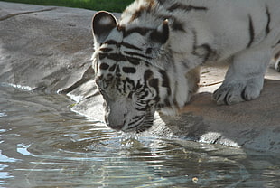 white tiger drinking water HD wallpaper