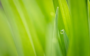 close up photo of green leaf