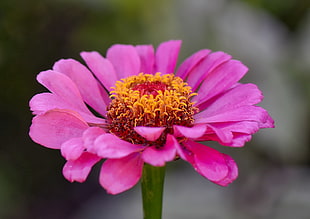 macro shot of pink flower, zinnia