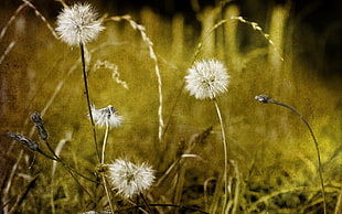 macro photography of dandelion flowers