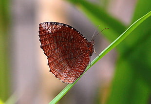 selective focus photography of brown butterfly on green grass, elymnias hypermnestra, bali HD wallpaper