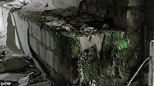 green and brown tree trunk, old building, old, wall HD wallpaper