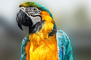 shallow focus photography of blue and gold macaw HD wallpaper