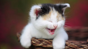 selective focus photography of calico kitten