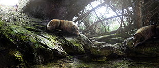 brown wolf, nature, wolf, sleeping HD wallpaper