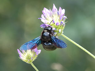 Carpenter bee perched on green and purple flower HD wallpaper