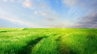 green grass field, nature, landscape