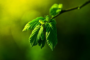 green leaf macro photography HD wallpaper