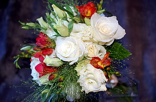 white and red petaled flower plant