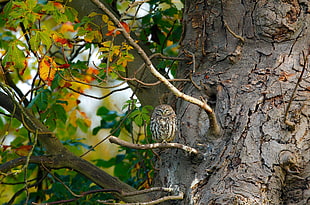 gray and brown owl standing on brown tree branch