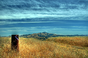 brown grass field landscape photo, mount diablo HD wallpaper