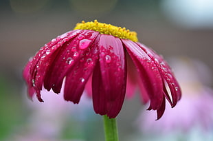 close up photography of pink Coneflower flower HD wallpaper