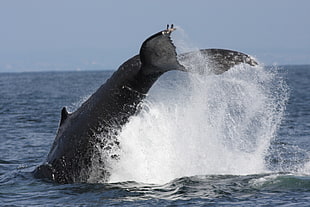 gray whala diving on body of  water photography, humpback, whale, fluke HD wallpaper