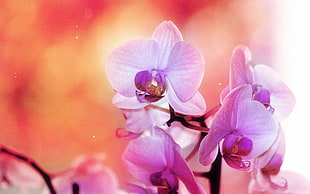 boke shot of purple orchid HD wallpaper