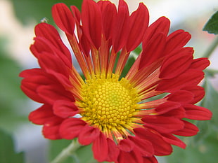 selective focus of Gerbera flower, chrysanthemum HD wallpaper