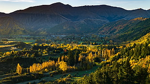 green leafed trees, photography, landscape, nature, trees