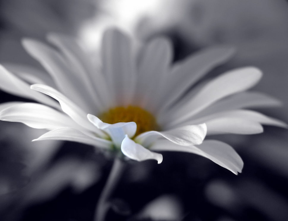 selected color photo of a white flower HD wallpaper