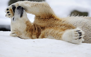 white polar bear laying on white snowfield HD wallpaper