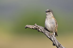 brown sparrow during daytime, southern grey-headed sparrow HD wallpaper