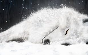 white wolf illustration, wolf HD wallpaper
