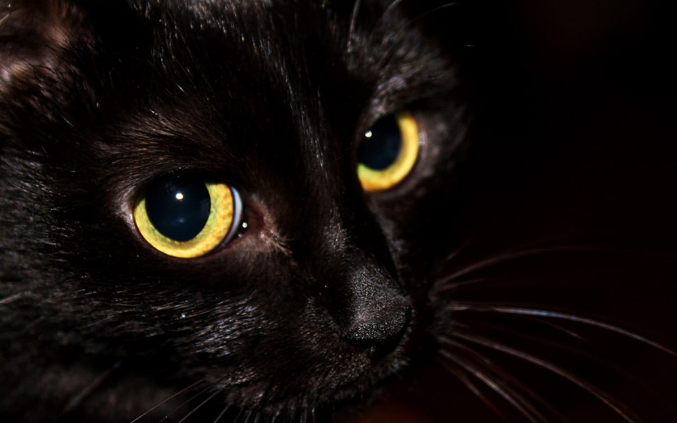 close-up photo of black cat HD wallpaper