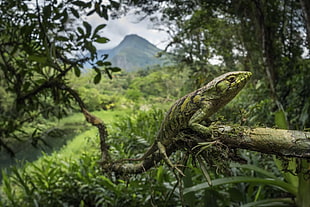 green and gray lizard, nature, jungle, plants, animals HD wallpaper