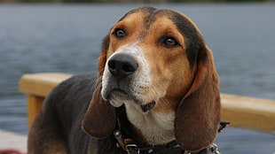 Adult beagle standing on brown surface near body of water during daytime HD wallpaper