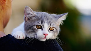 gray and white cat, cat, animals