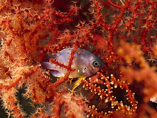 gray fish, sea, underwater, coral, fish